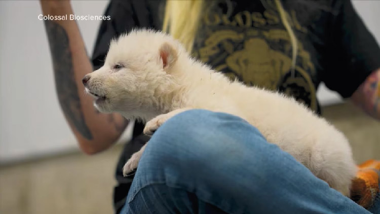 ১৩ হাজার বছর আগে বিলুপ্ত নেকড়ের ‘পুনর্জন্ম’ ঘটালেন বিজ্ঞানীরা